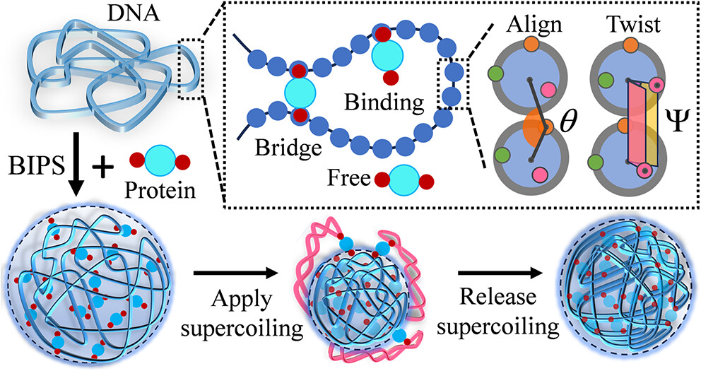 福建物构所在生物大分子体系非共价相互作用机理研究领域取得进展
